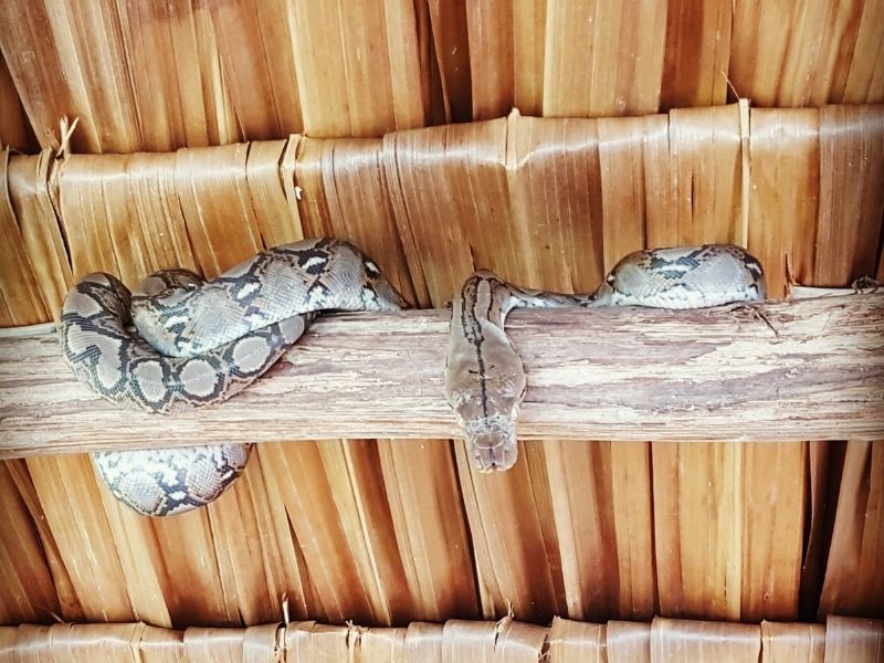 Khao Lak Mangrove Explorers