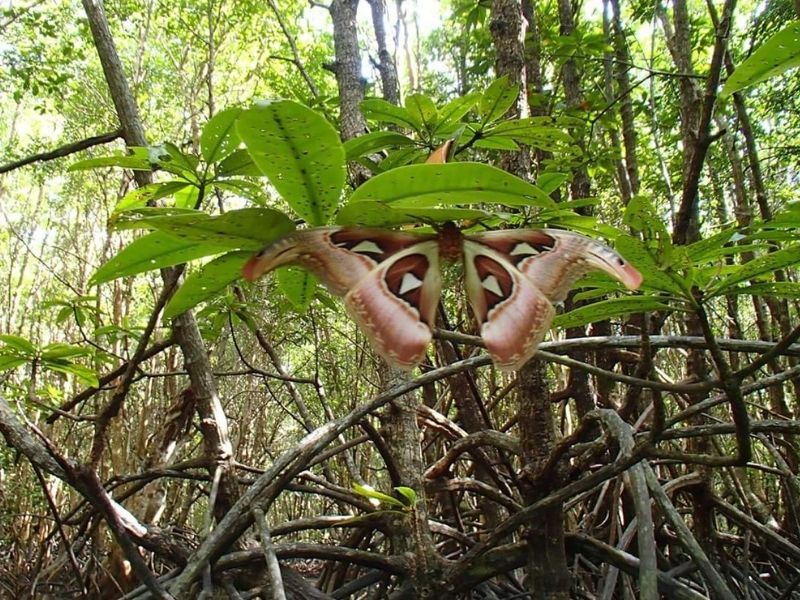 Khao Lak Mangrove Explorers