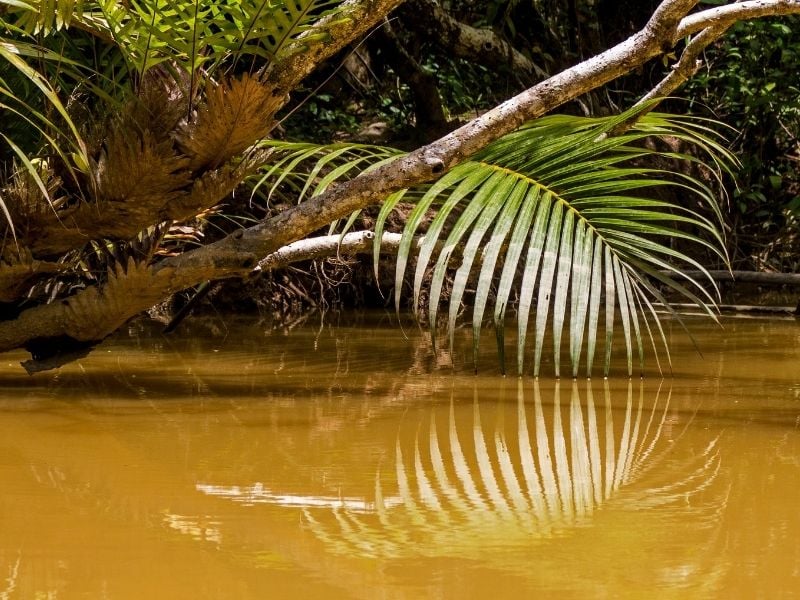 Khao Lak Mangrove Explorers
