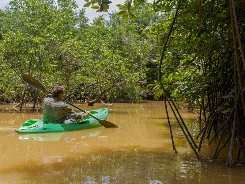 Khao Lak Mangrove Explorers