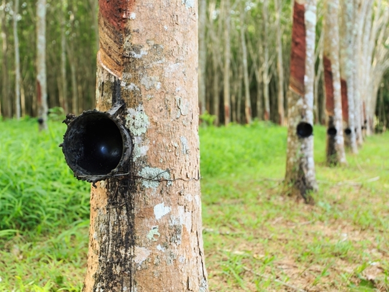 Khao Sok Cliff and Jungle Explorer