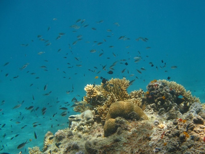 Koh Tao Snorkeling by Speedboat