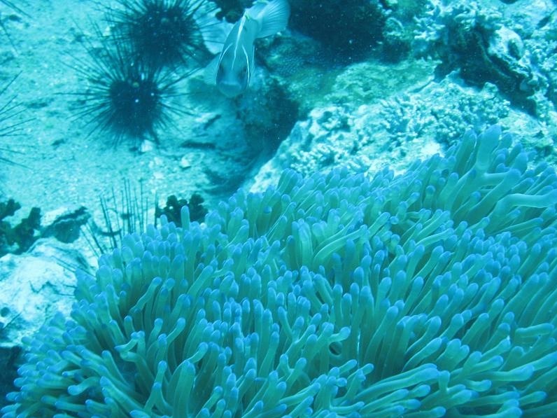 Koh Tao Snorkeling by Speedboat