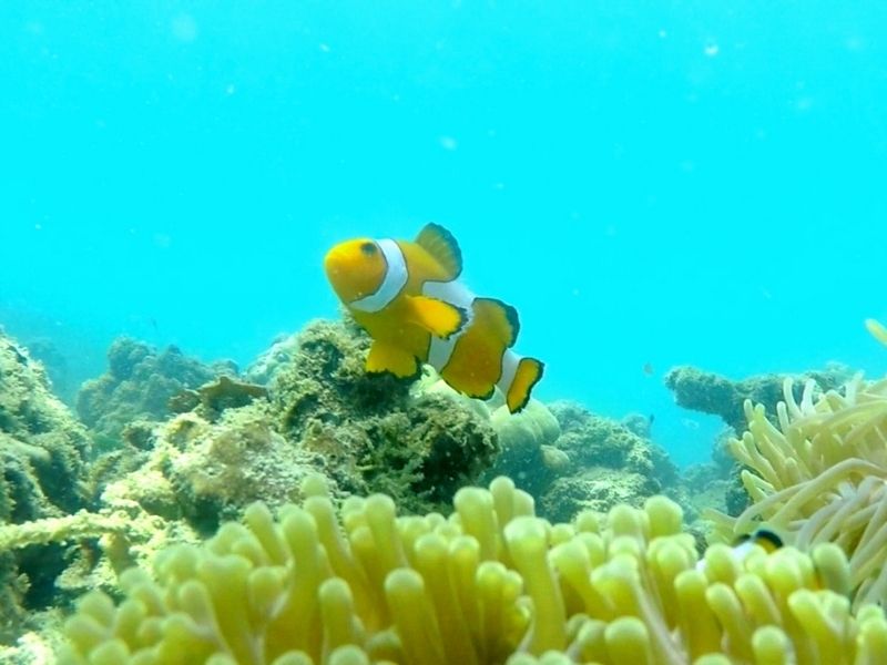 Local Reef Snorkeling & Deserted Beach