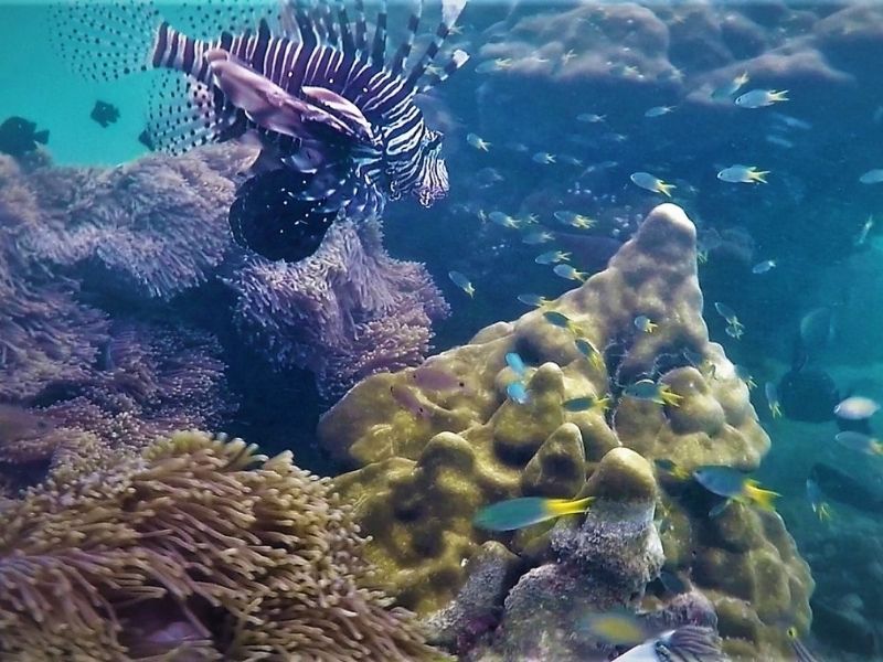 Local Reef Snorkeling & Deserted Beach