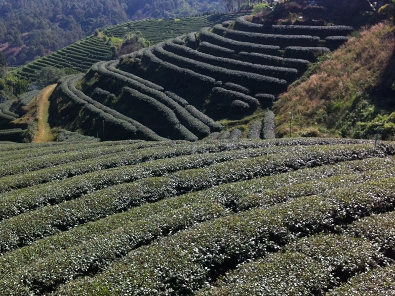 Mae Salong Hilltribes (Pick up in City)