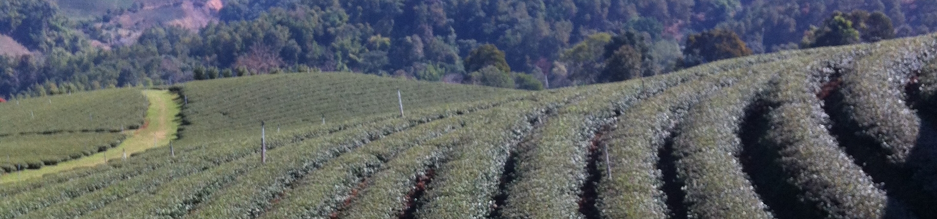 Image of Mae Salong Hilltribes (Pick up in City)