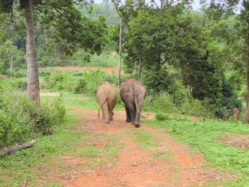 One Day Joy Elephant Sanctuary