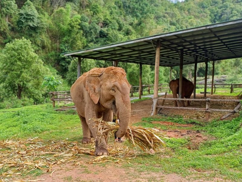 One Day Joy Elephant Sanctuary