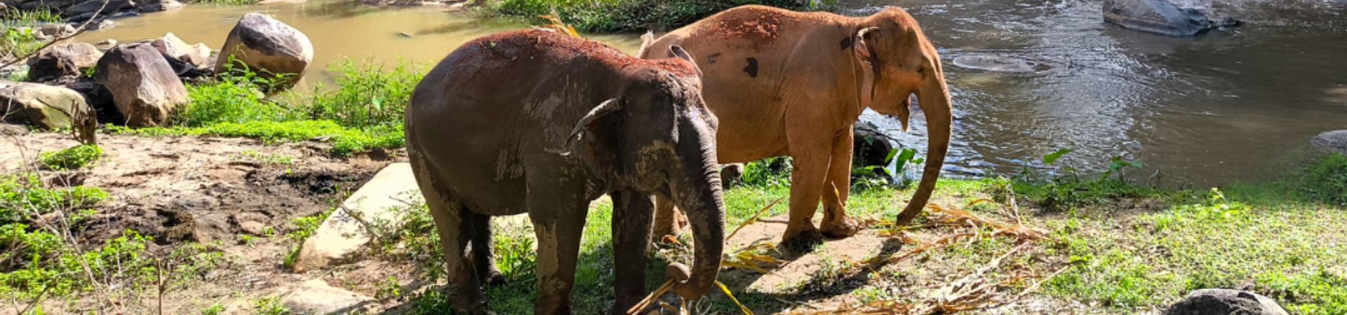 Image of One Day Joy Elephant Sanctuary