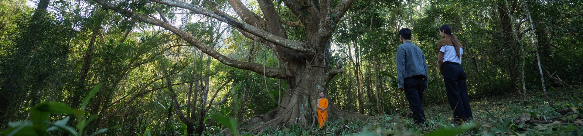 Image of One Day Jungle Meditation Retreat