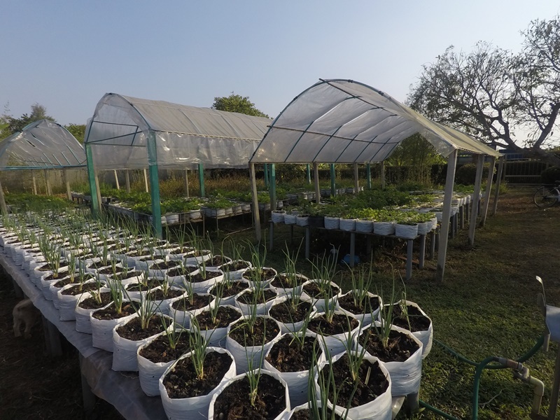 Organic Farming and Cooking