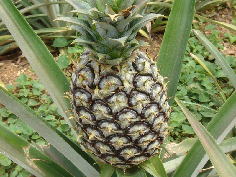 Pala-U Waterfall Incl.Trsf