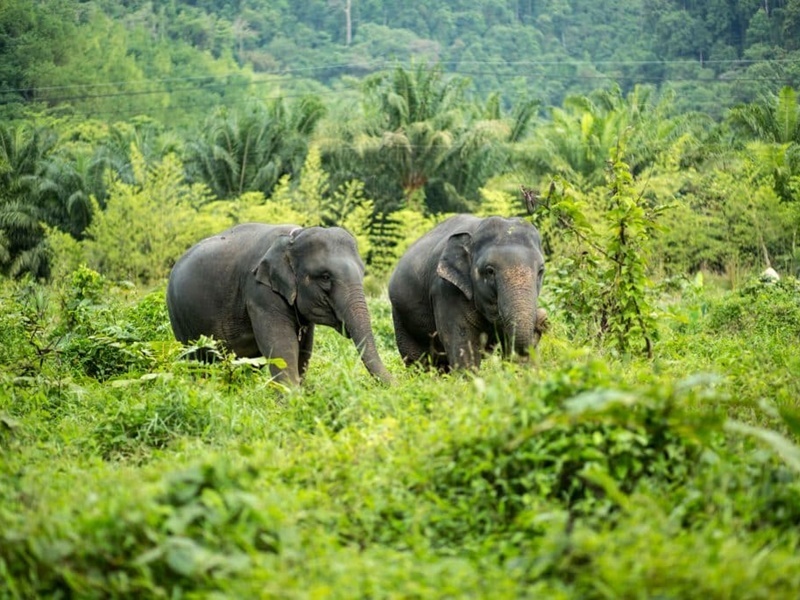 Phang Nga Elephant Care Experience
