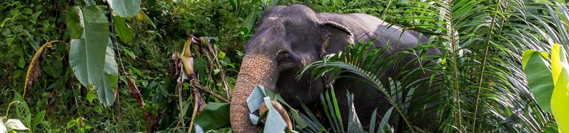 Image of Phang Nga Elephant Care Experience