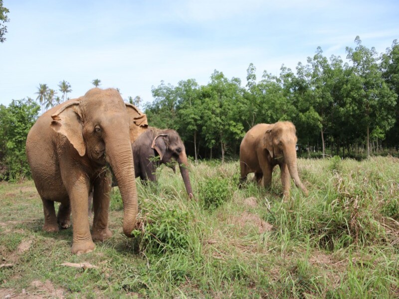 Samui Elephant Kingdom (SIC)