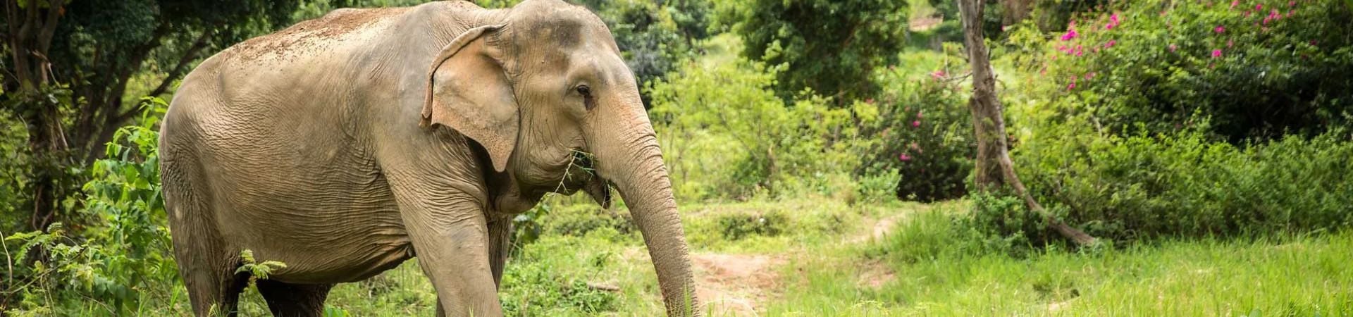 Image of Samui Elephant Kingdom (SIC)