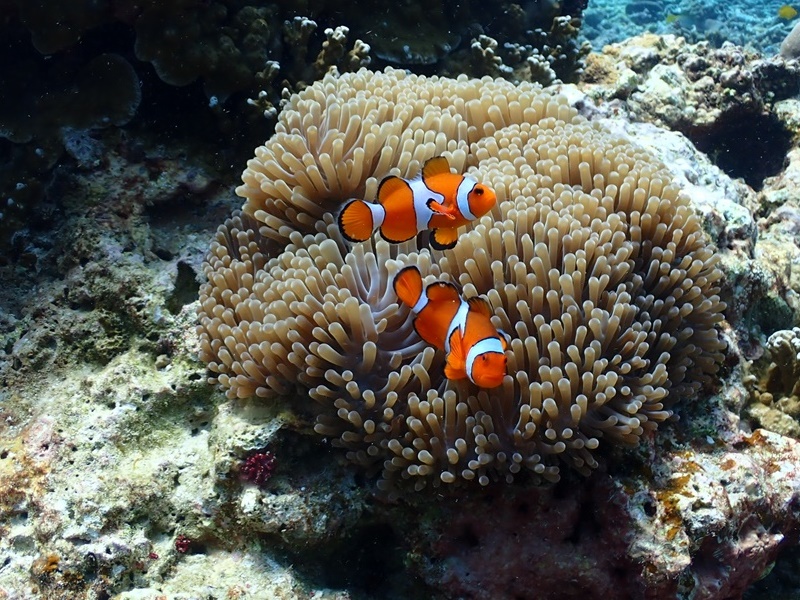 Similan Island Snorkeling by Speed Boat (KhaoLak)