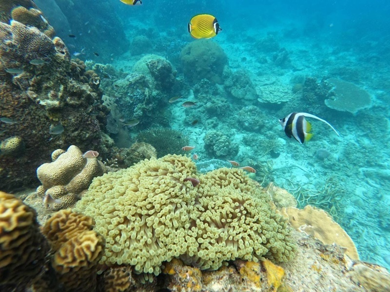 Snorkel Picture-Perfect Koh Tao & Koh Nangyuan by SB
