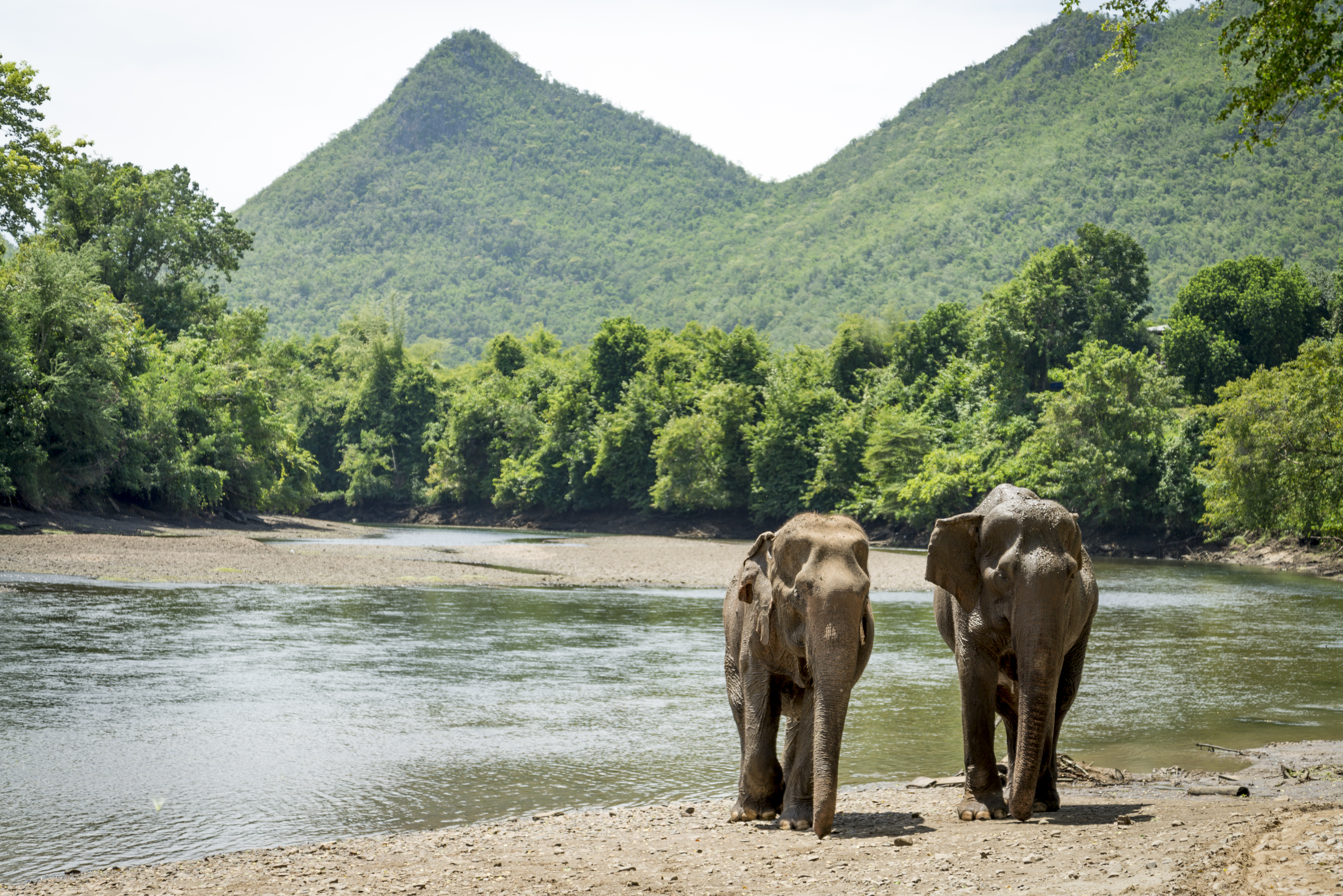 Spend a Day with the Elephants