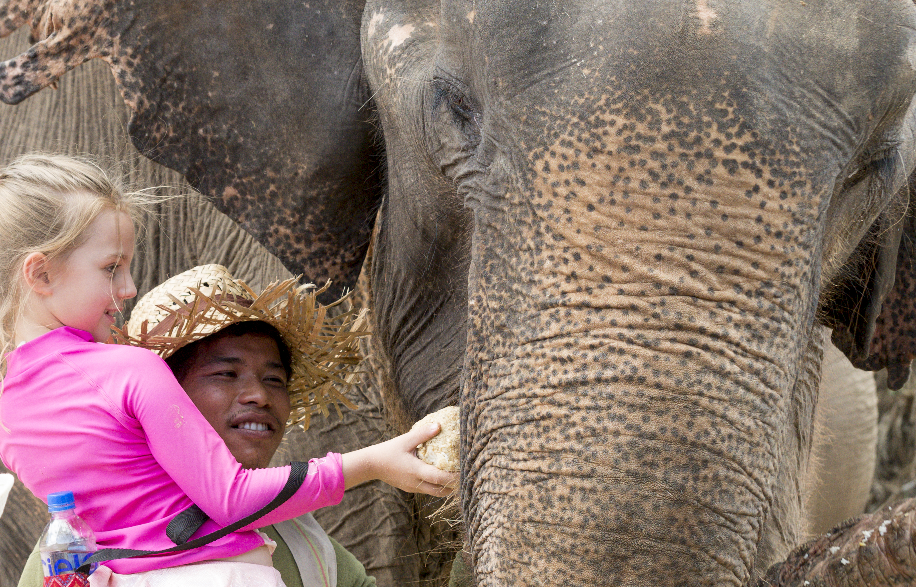 Spend a Day with the Elephants