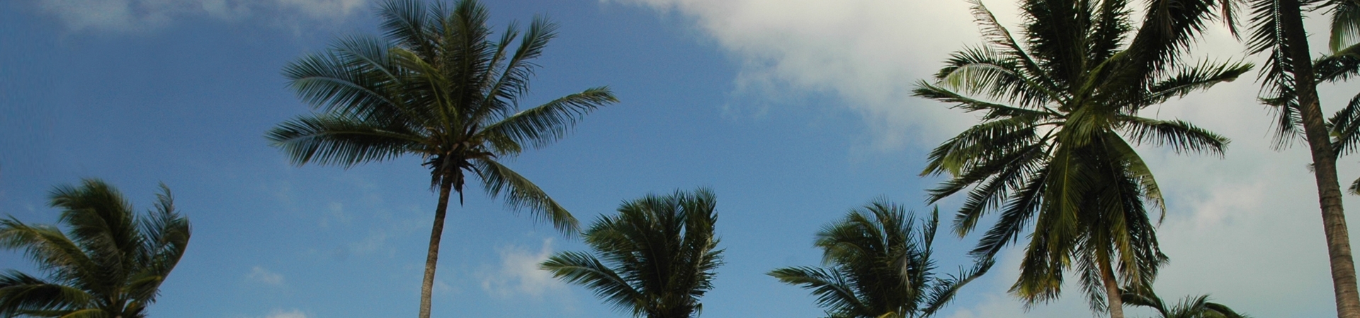 Image of Sunset Dinner Cruise by The Red Baron