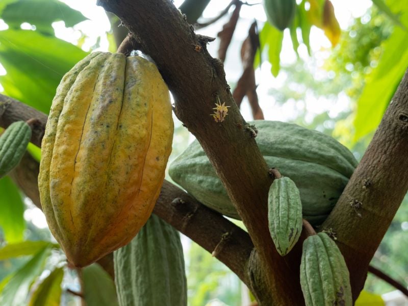 The Art and Craft of Artisan Chocolate