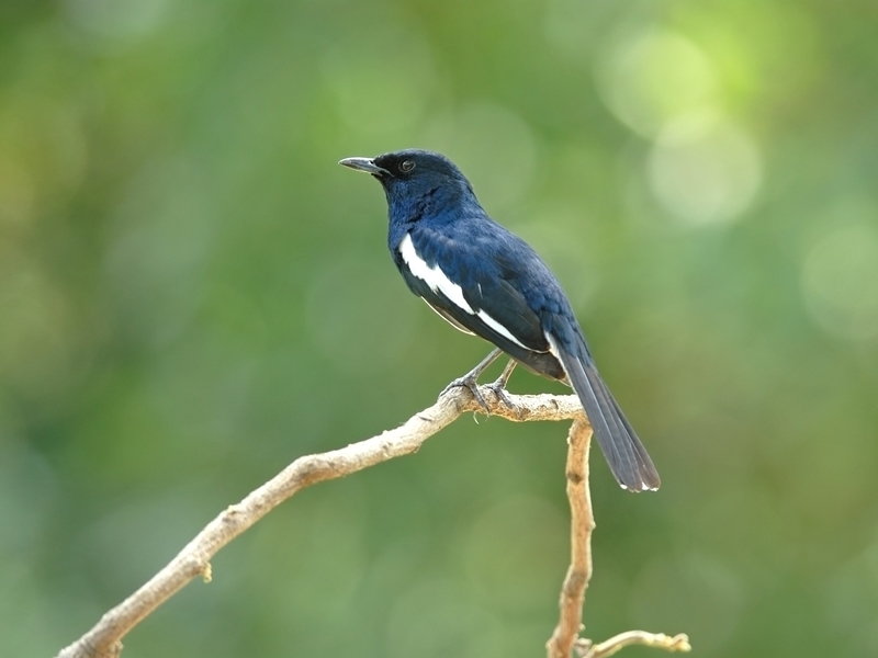 The Emerald Pool and Jungle Spa Experience