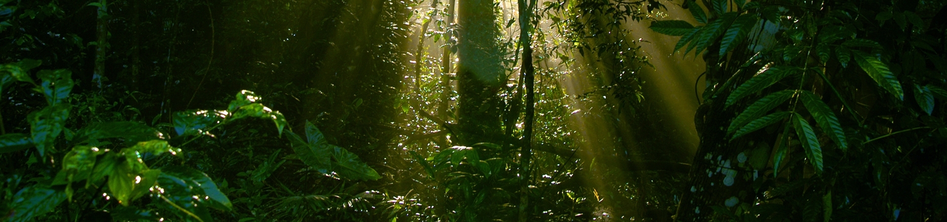 Image of The Emerald Pool and Jungle Spa Experience