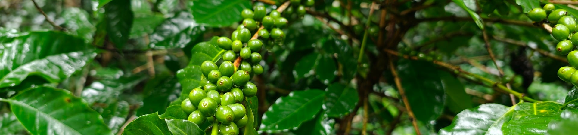Image of The Exclusive Pong Krai Coffee & Wild Orchid Trail