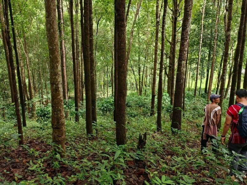 The Karen Coffee Trail A Hilltribe Immersion