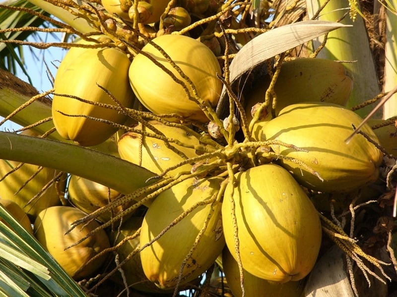 The Local Life Samui