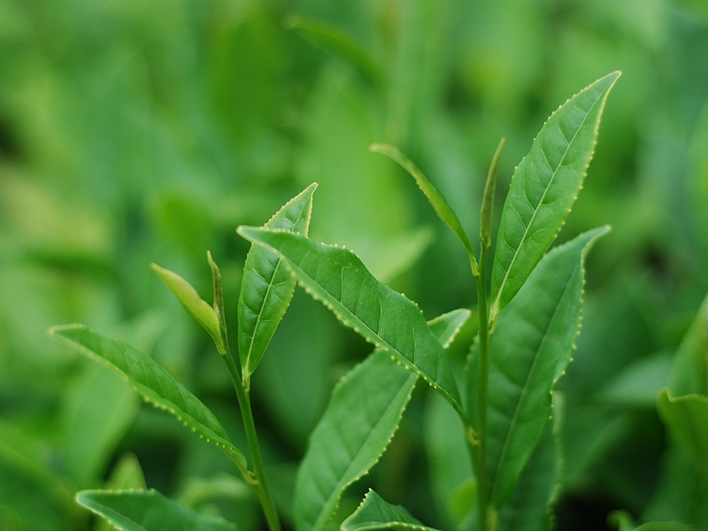 The Monsoon Tea House