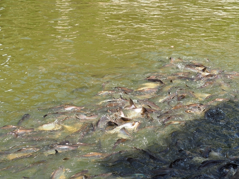 Unseen Khlong Thonburi