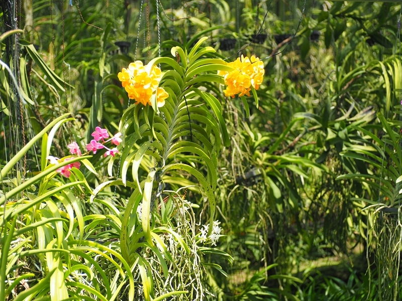 Unseen Khlong Thonburi