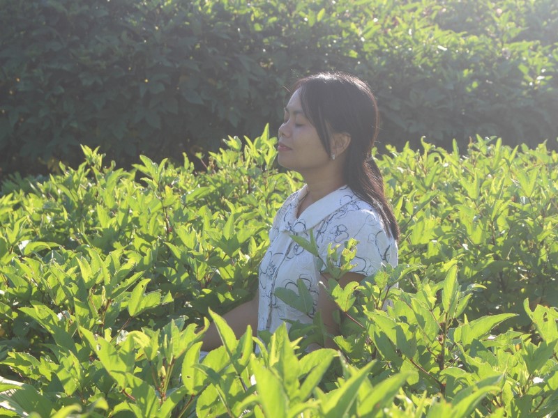 Aromatic Flavors: Discover the Power of Herbs