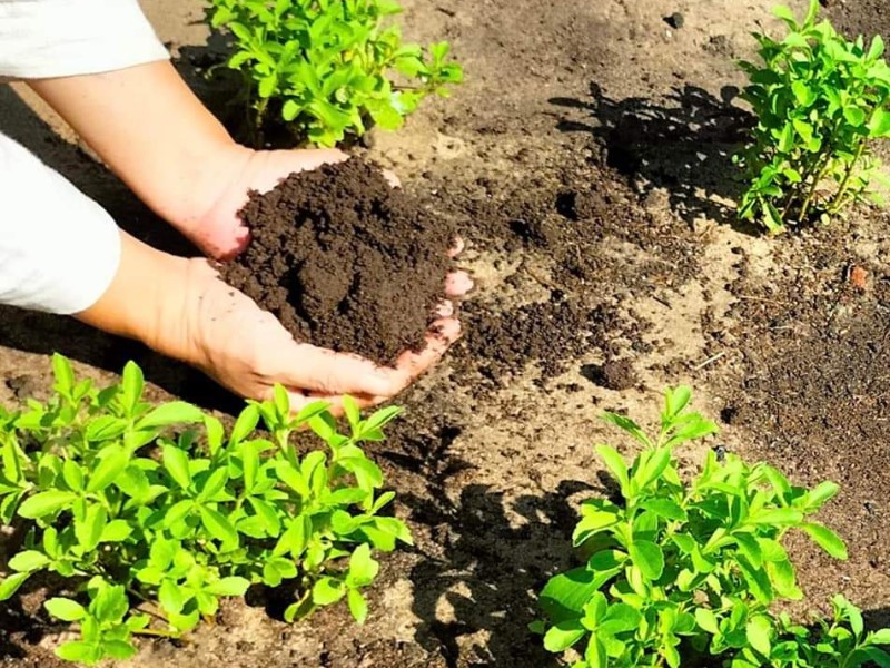 Aromatic Flavors: Discover the Power of Herbs