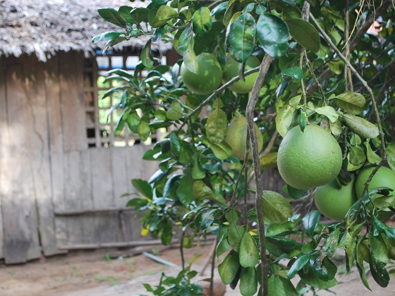 In-depth Agricultural Life in Cai Be