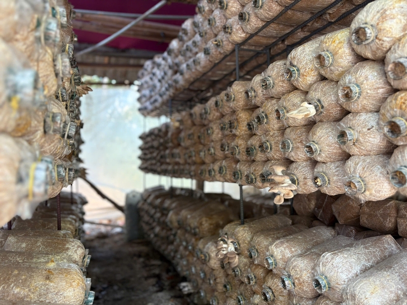 Essence of The Mekong