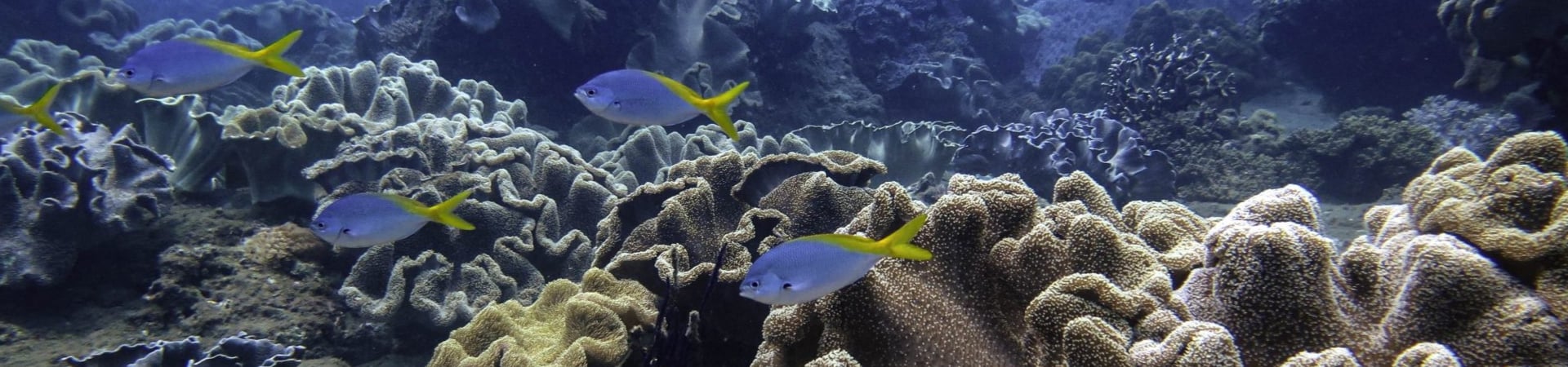 Image of Explore Cham Island’s Underwaters (Join-In)