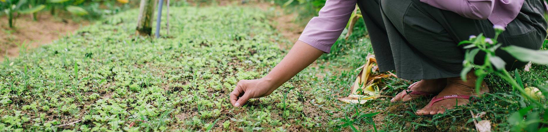 Image of Healthy Cooking Class at an Organic Farm