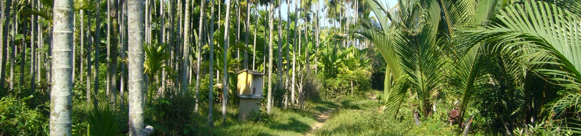Image of Hoi An Bicycle Tour