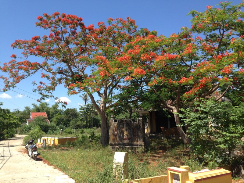 Hoi An Rural Life, Bike, Basket Boats, Farms & Fields
