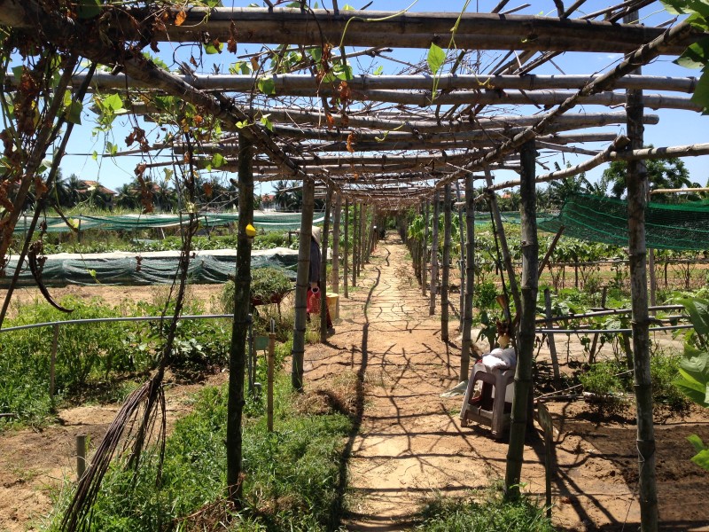 Hoi An Rural Life, Bike, Basket Boats, Farms & Fields