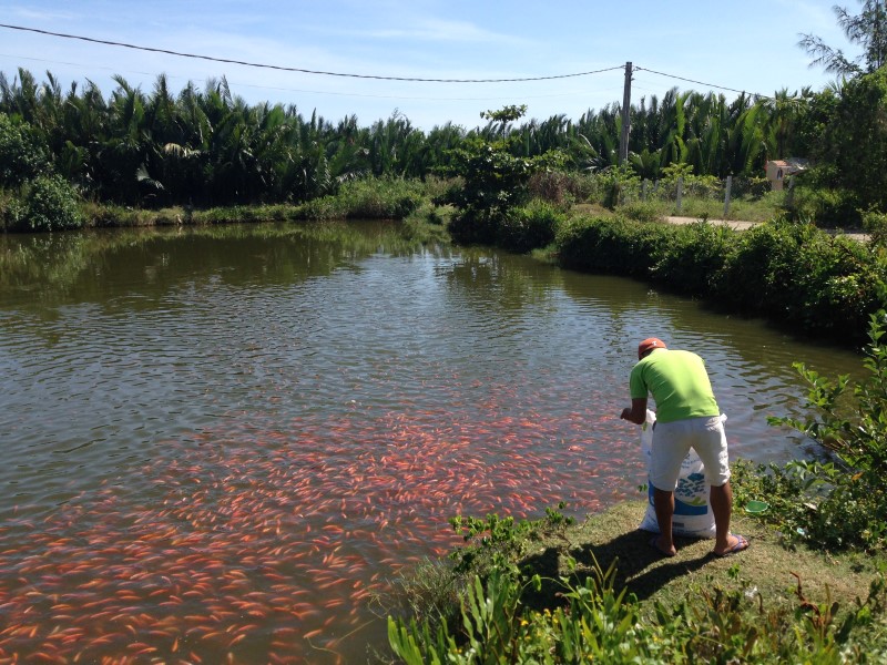 Hoi An Rural Life, Bike, Basket Boats, Farms & Fields