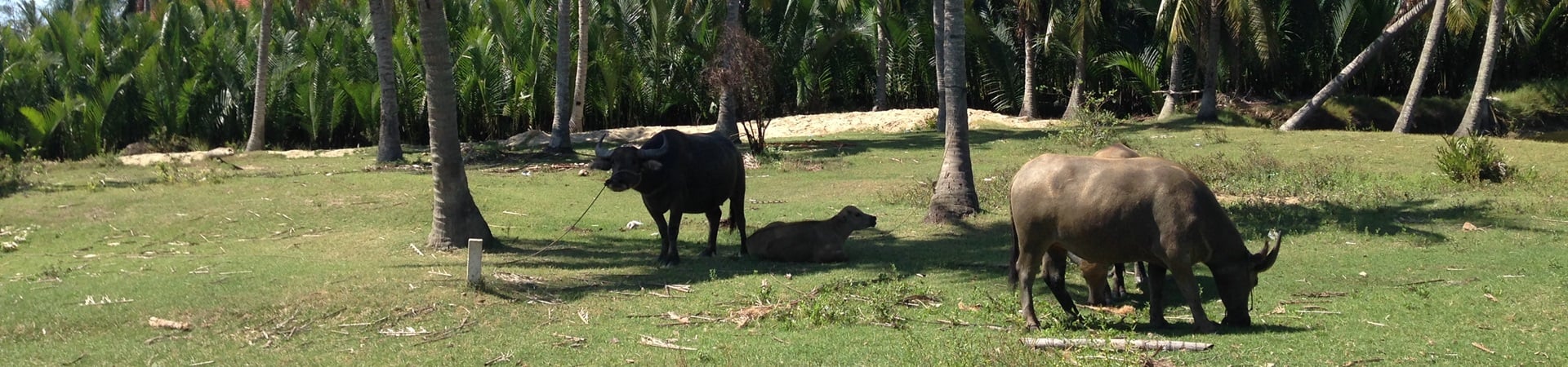 Image of Hoi An Rural Life, Bike, Basket Boats, Farms & Fields