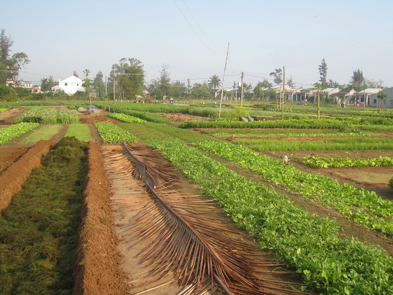Tra Que Vegetable Village Hoi An