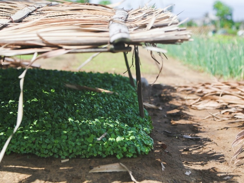 Tra Que Vegetable Village Hoi An