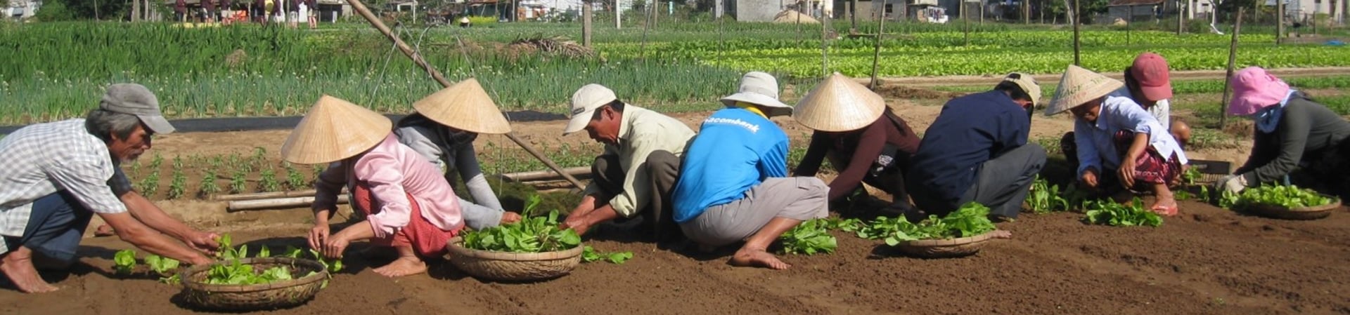 Image of Tra Que Vegetable Village Hoi An