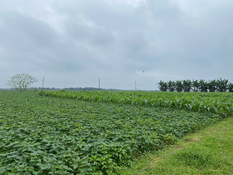 Tranquil Hoi An: Community & Nature